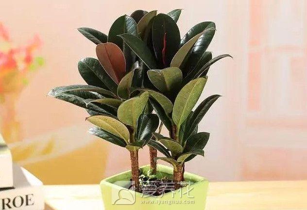 橡皮树怎样过冬(图1)