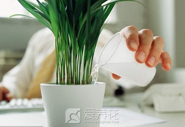 [从零开始学养花]如何营造花卉良好的生长环境：足够的水分(图2)