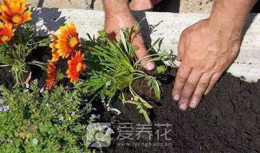 家里养花怎么正确施肥？有机肥与无机肥，哪一种更好？(图2)