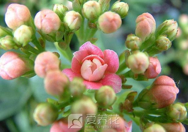 让特殊的日子充满花香，细说调节花期的4种方法(图1)