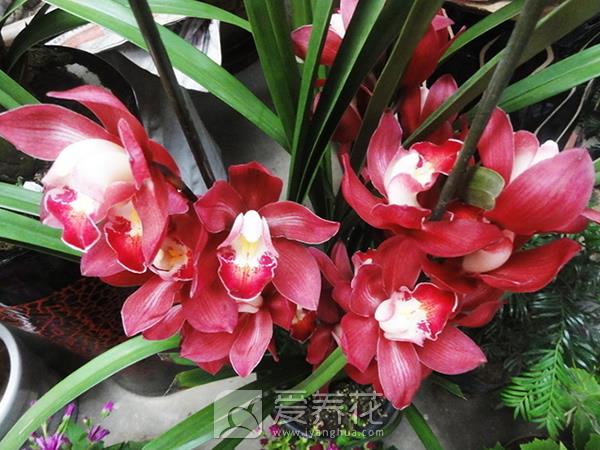 让特殊的日子充满花香，细说调节花期的4种方法(图2)