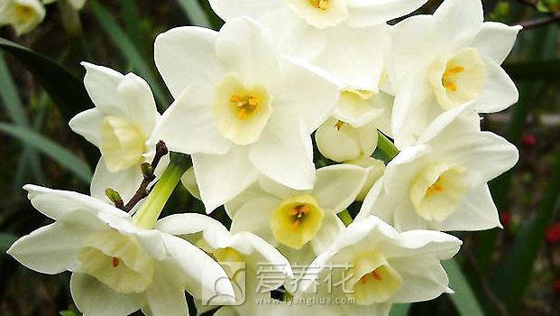 让特殊的日子充满花香，细说调节花期的4种方法(图4)