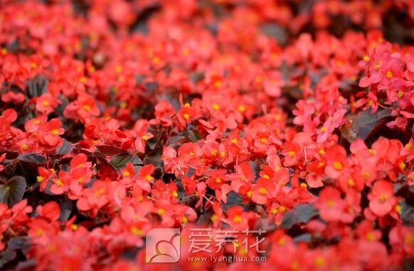 让特殊的日子充满花香，细说调节花期的4种方法(图5)