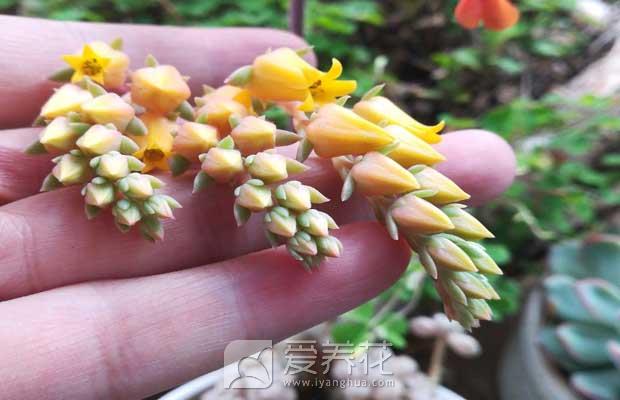 春天多肉植物长了花剑，多肉植物的花箭到底要不要剪？(图2)