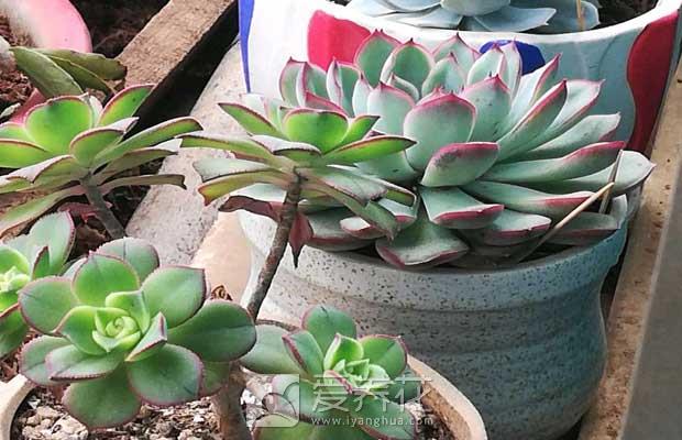 春天多肉植物长了花剑，多肉植物的花箭到底要不要剪？(图3)