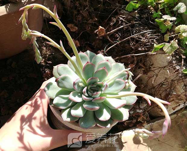 春天多肉植物长了花剑，多肉植物的花箭到底要不要剪？(图1)