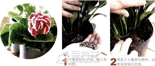 家庭养花卉施肥须知 怎样自制养花肥料(图1)