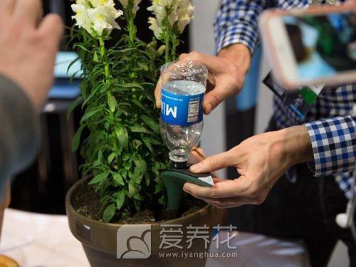 家庭养花卉施肥须知 怎样自制养花肥料(图2)