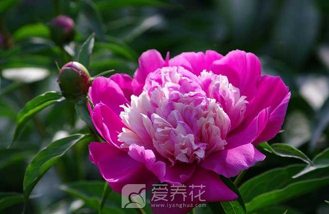 芍药花怎么养以及种植芍药的注意事项(图1)