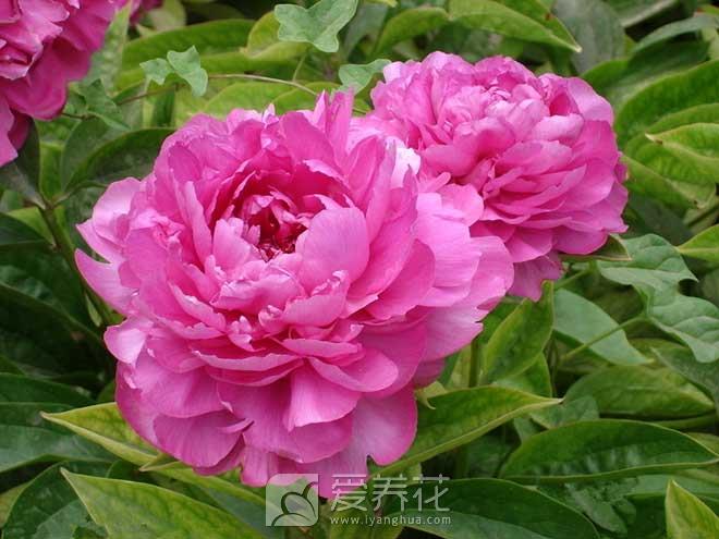 芍药花怎么养以及种植芍药的注意事项(图4)