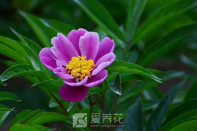 芍药花怎么养以及种植芍药的注意事项(图2)