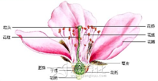 [从零开始学养花]科普达人：认识花朵的结构(图2)