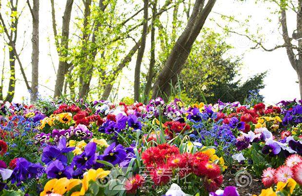 [从零开始学养花]科普达人：认识花朵的结构(图3)