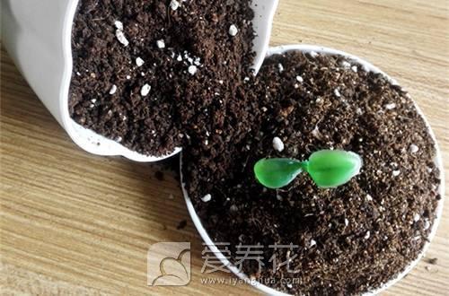 [从零开始学养花]养花必备！最常见的养花培养土以及制作方法(图3)