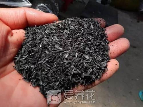 由于养花家中到处都是小飞虫，消灭飞虫小窍门有哪些(图2)
