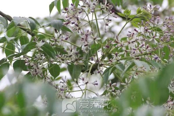 由于养花家中到处都是小飞虫，消灭飞虫小窍门有哪些(图8)