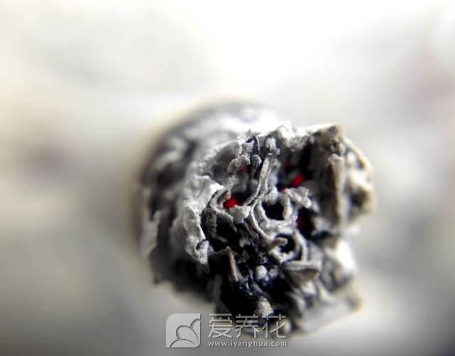 由于养花家中到处都是小飞虫，消灭飞虫小窍门有哪些(图5)