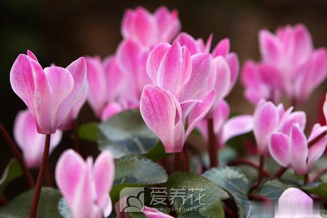 [从零开始学养花]花卉的四季养护--春季(图4)