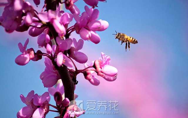 [从零开始学养花]花卉的四季养护--春季(图1)
