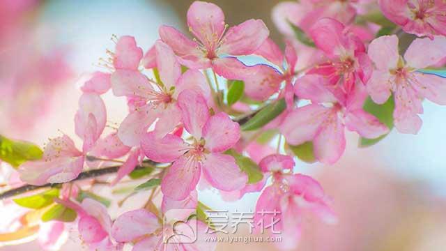 [从零开始学养花]花卉的四季养护--春季(图2)