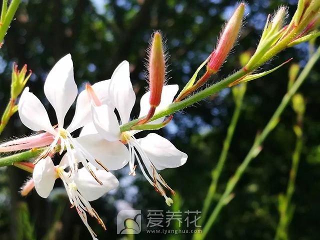 [从零开始学养花]花卉的四季养护--春季(图3)