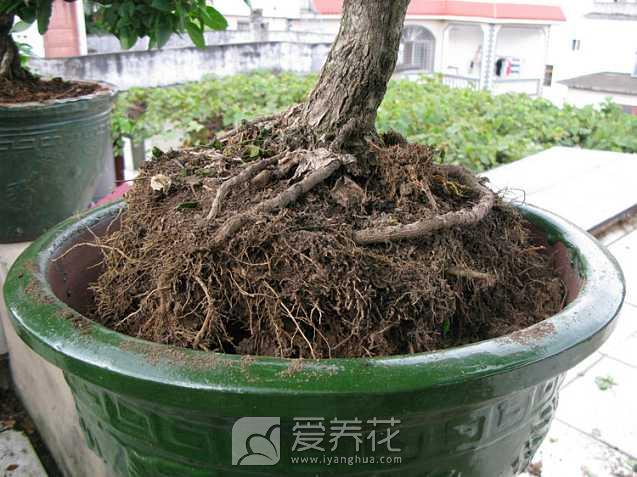 家庭换盆须知和上盆的注意事项(图2)