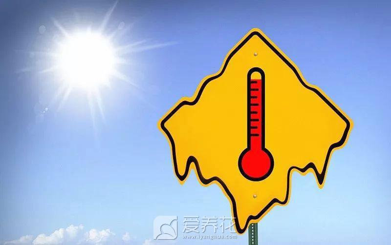 防备高温伤害花卉4招(图1)