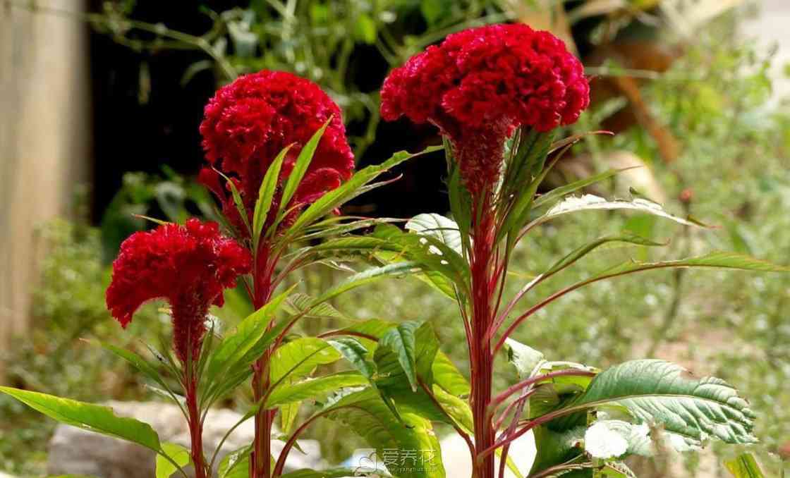 鸡冠花的种植养护手册(图1)