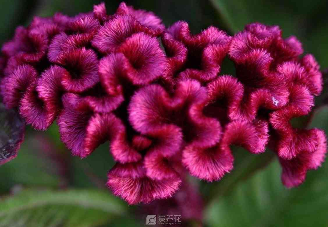 鸡冠花的种植养护手册(图2)