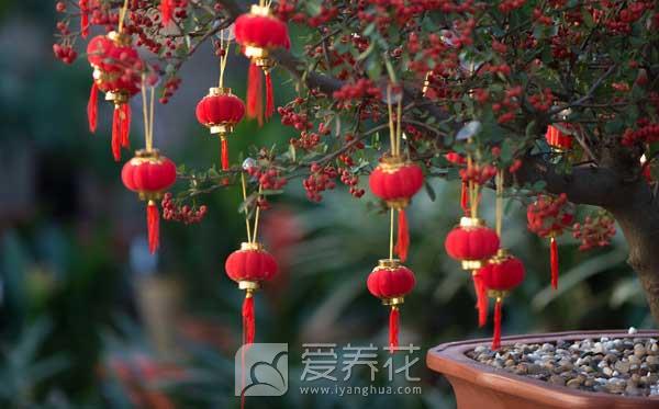 冬天养花技巧 做好准备怎样让花儿在春节盛开(图1)