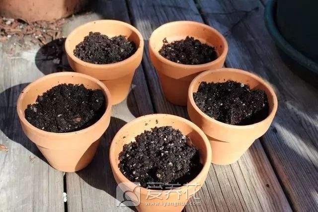 [从零开始学养花]如何营造花卉良好的生长环境：合适的土壤(图2)