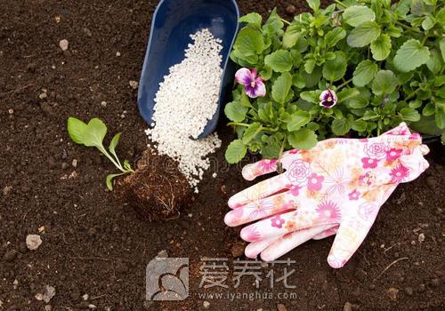 [从零开始学养花]如何营造花卉良好的生长环境：合适的土壤(图1)