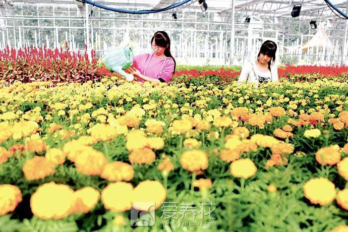 家养花卉都是浇水浇死的，总结花卉浇水6大要点方法(图4)