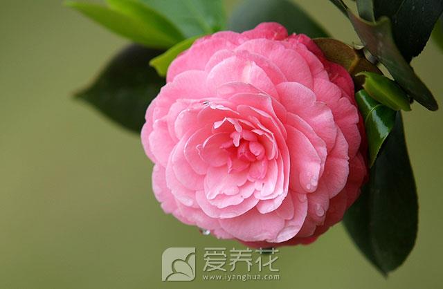 [从零开始学养花]如何营造花卉良好的生长环境：花卉生长最适宜的温度是多少(图2)