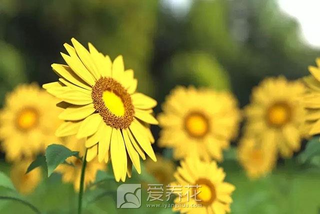[从零开始学养花]如何营造花卉良好的生长环境：花卉生长最适宜的温度是多少(图1)