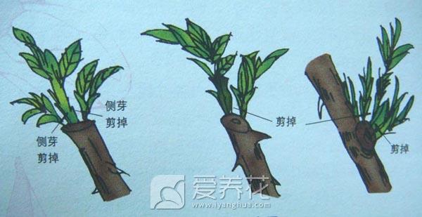 花卉如何剪枝？细数家庭花卉修剪整形的方法和技巧(图3)