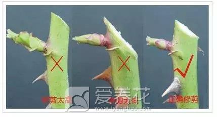 花卉如何剪枝？细数家庭花卉修剪整形的方法和技巧(图4)