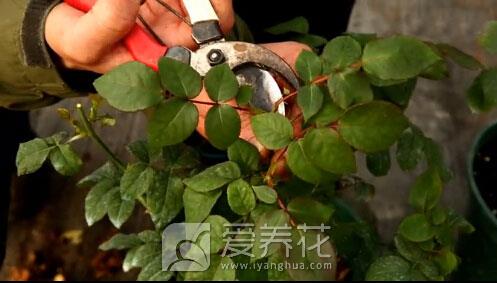 花卉如何剪枝？细数家庭花卉修剪整形的方法和技巧(图5)