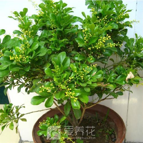 米兰花的基本介绍和培植施肥方法(图2)