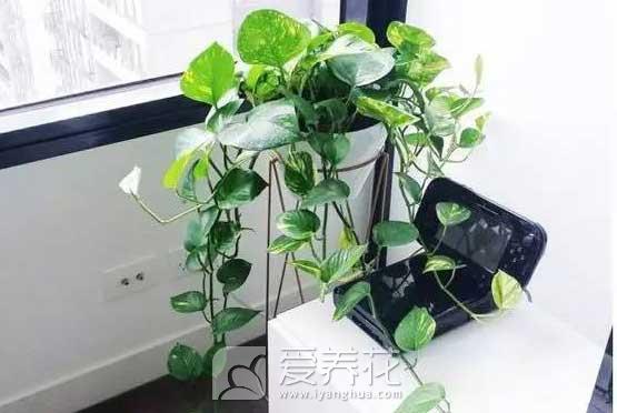 绿萝烂根怎么办？夏天怎么养护绿萝？(图3)