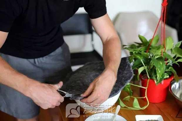 绿萝烂根怎么办？夏天怎么养护绿萝？(图2)