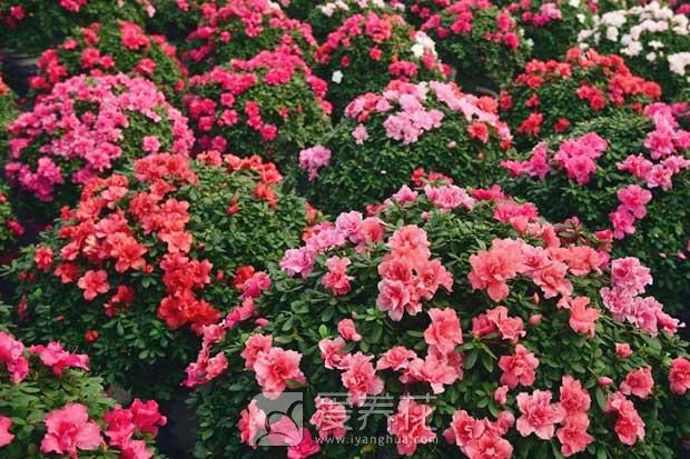 杜鹃花根腐病防治方法(图2)