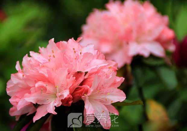 杜鹃花根腐病防治方法(图1)