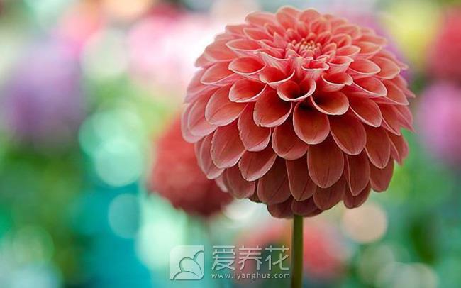 根据花卉对光照的要求分类判断花卉的喜光程度(图3)