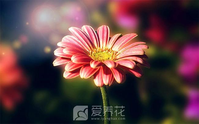 根据花卉对光照的要求分类判断花卉的喜光程度(图2)