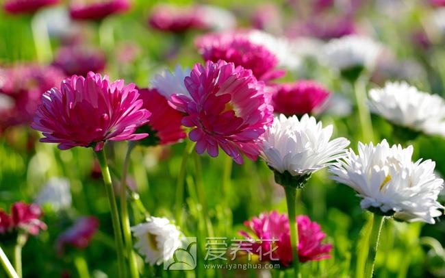 根据花卉对光照的要求分类判断花卉的喜光程度(图1)