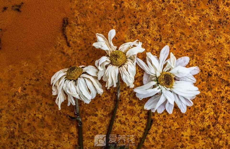 如何挽救濒临旱死的花？(图2)