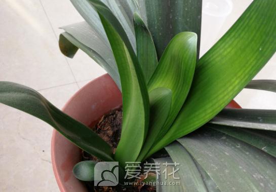 君子兰长侧芽影响开花吗(图2)