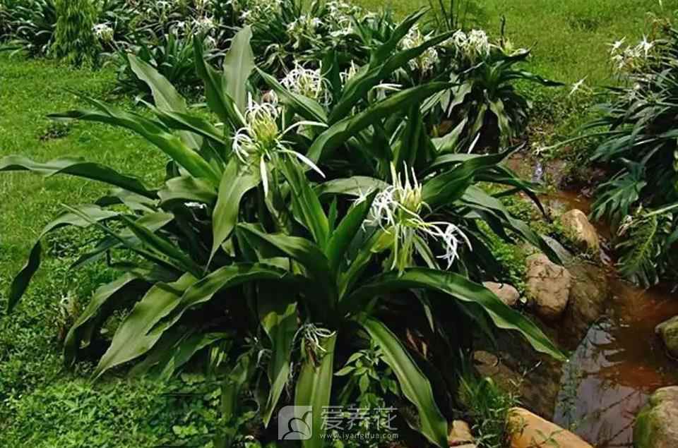 文殊兰的种植养殖手册 文殊兰长什么样(图3)