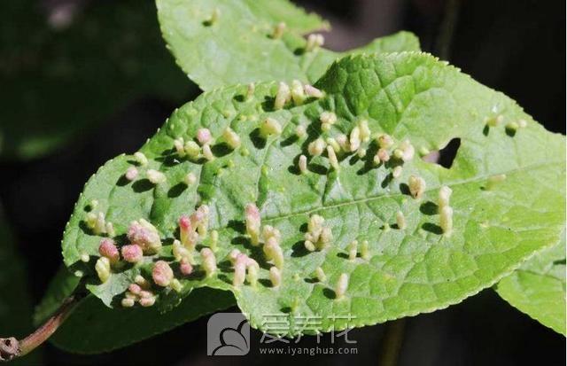 花卉的虫害及防治方法(图1)
